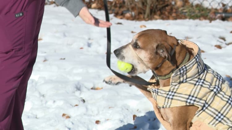 Cold outside? Your pets probably are, too. Here are tips to keep them safe.